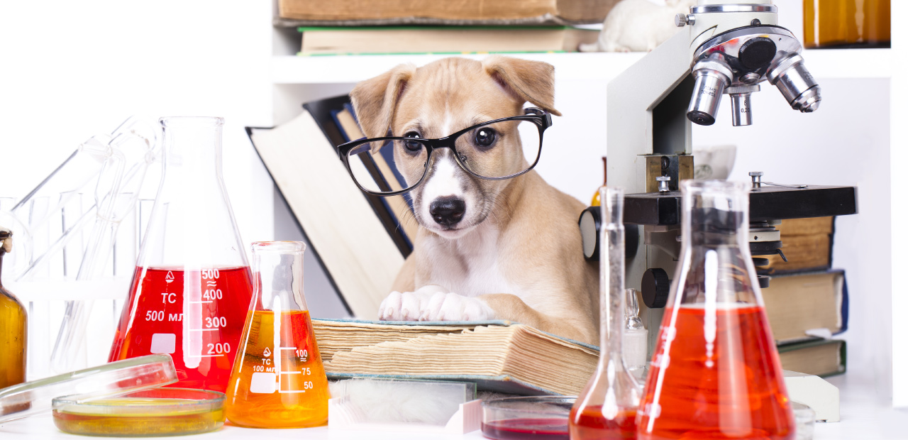 datos curiosos de los perros - Perro sabelotodo