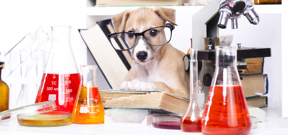 datos curiosos de los perros - Perro sabelotodo