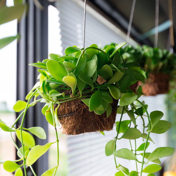 Panorama sinsonte sala Tipos de macetas ideales para cualquier planta o flor | Homecenter
